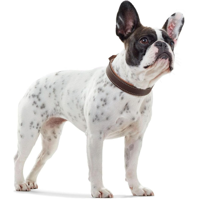 Нашийник для собак HUNTER PORTO, шкіряний, олив'яне дублення, м'який, зносостійкий, ручної роботи, колір: коричневий (cognac)