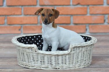 Wicker Dog Basket for Dog and Cat - Dog Bed, Cat Bed with Cushion, Pet Basket, Woven Cat Basket 60x43 H19 cm (80 x 60 x 26 cm, Beige)