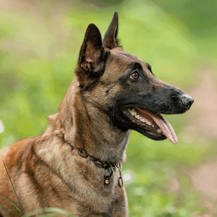 Нашийник для собак Sprenger з нержавіючого замка Sprenger 3 мм | Розмір регулюється індивідуально | Чорний, 60 см