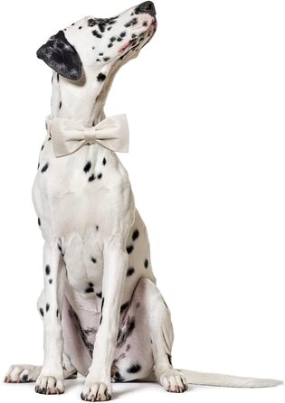 Нашийник для собак Lionet Paws з краваткою - комфортний шовковий нашийник зеленого кольору для маленьких собак, знімний аксесуар, розмір 25-40 см (M, 1 шт.)