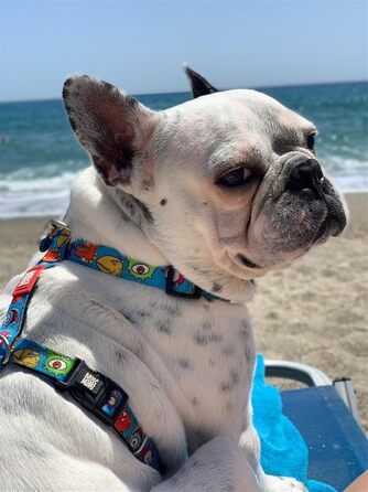 Нашийник для собак Max & Molly H-подібної форми, Ultrabequemes Geschirr Hund, Neopren, XS, Маленькі породи, М'який, Безпечний, Ultraleicht, для маленьких собак