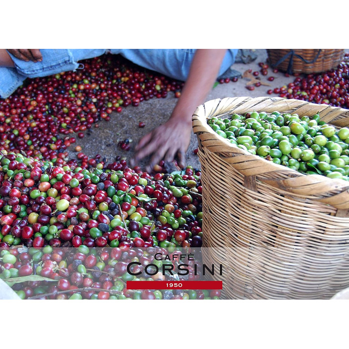 Кава в капсулах Caffè Corsini Classico Italiano, сумісні з Lavazza a Modo Mio, 100 шт по 7.5 г