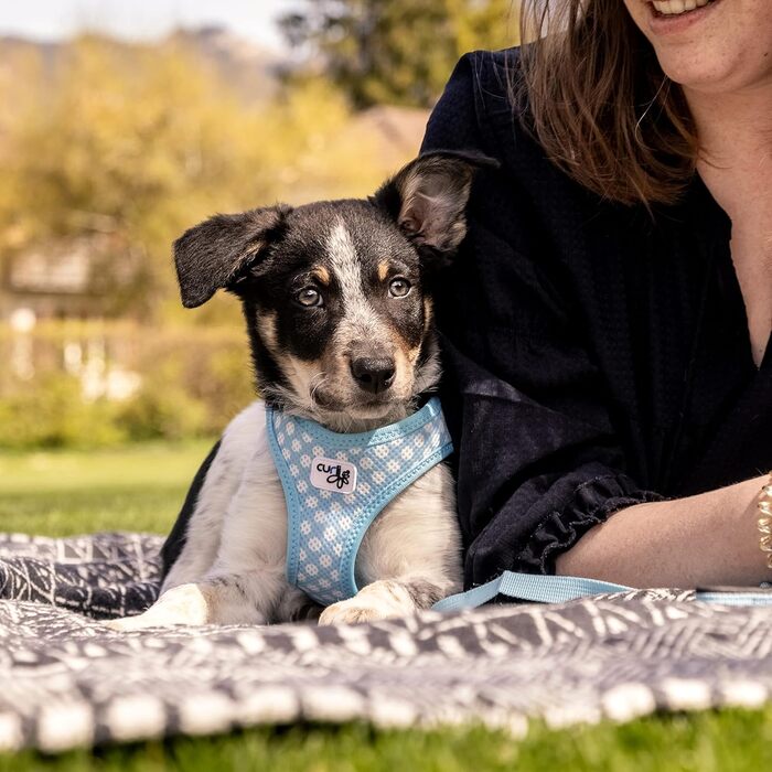 Шлейка для собак curli Clasp Air-Mesh M, блакитний колір з кругами, 3XS