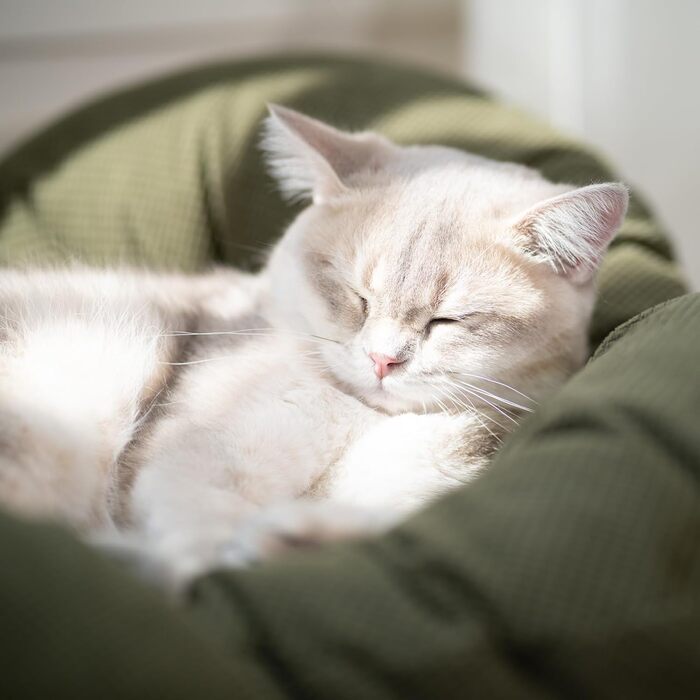 Кішка лежанка CheerPals, квіткова форма, 55x55 см, велике софа для котів, стильний лежак з м'яким пружним подушками, меблі для котів для сну, білий (зелений)