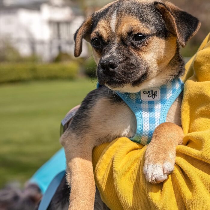 Шлейка для собак curli Clasp Air-Mesh, повідок M (Skyblue-Caro, XS)