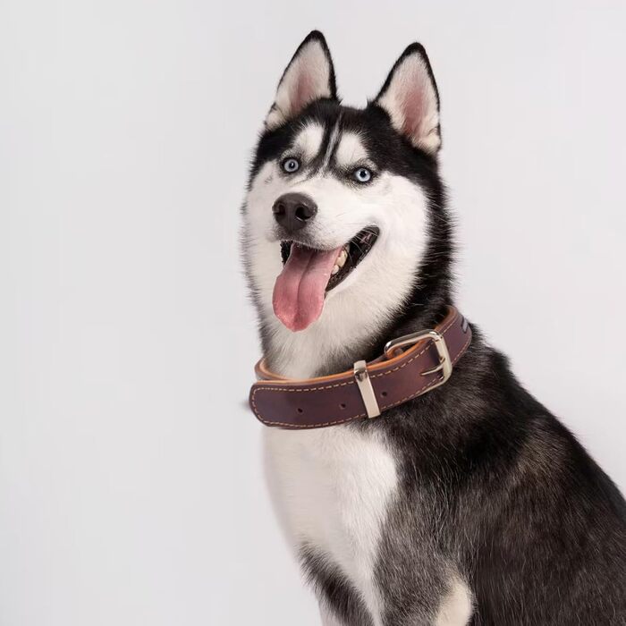 Нашийник для собак з натуральної шкіри, регульований, з м'якою підкладкою, для середніх, великих та екстра-великих порід (колір: коричневий, розмір: M)