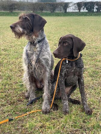 Leine - Training lead for dogs - 2in1 dog collar and lead - Slip lead - Retriever lead with integrated collar (Small/Medium - Color: ) - Length 120 cm, Diameter 1 cm (S/M, Black)