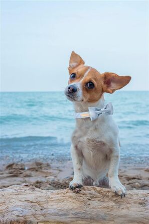 Елегантний ошийник для собак Unique Style Paws з синього шовку з бантиком, регульований, для середніх собак, подарунок