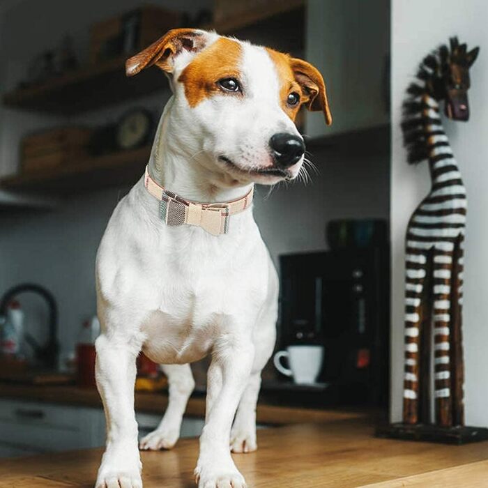 Набір аксесуарів для собак ExPawlorer: нашийник у клітинку з краваткою, рушник на шию, нашийник з дзвіночком та поводок, антизаплутування, регульований, бежевий, X-Small