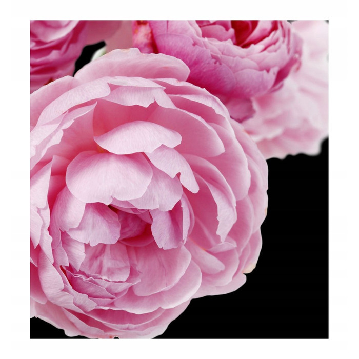 Парфумована вода Yodeyma Cheante для жінок, 50 мл