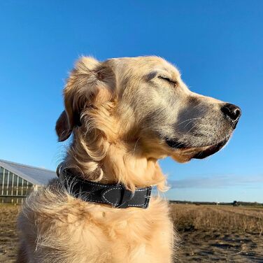 Нашийник для собак Brute Strength з натуральної шкіри, чорний, чорні шви, розмір L (46-53 см)