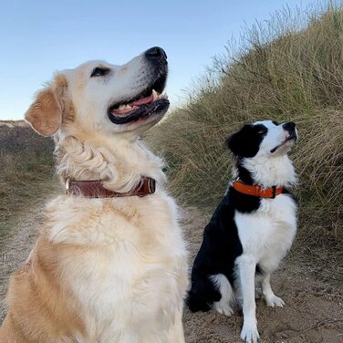 Лідровий нашийник для собак Brute Strength - чорний з чорними швами (XXL, 66-73 см)