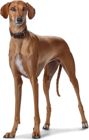 Нашийник для грейхаундів HUNTER SUPER SOFT, шкіряний, з підкладкою, розмір M (52), темно-коричневий