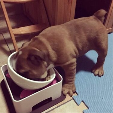 Миска для собак та котів JYHY Bulldog з кераміки, нахилена, з гумовою основою, 1.5 чашки (Чорна миска + стійка)