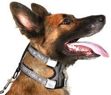 Pack Leader Collar™ - Dog Trainer Cesar Millan's Training Collar (Medium) (Blue, S)