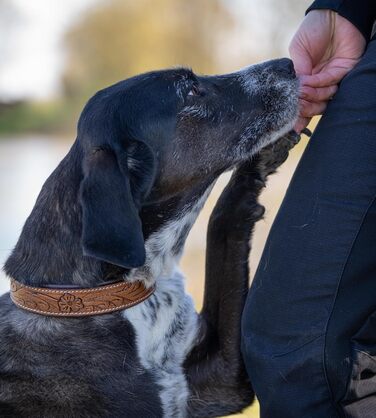 Стильний шкіряний нашийник для собак Джек Рассел від Abey: надійний, з вигравіюваними квітами, з буйволячої шкіри, для комфорту вашого улюбленця (26-34 см)