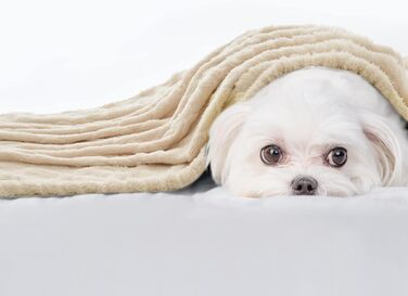 MIULEE Деки для собак 70x100 см, м'яка ковдра для собак та котів, флісова ковдра, легко миється, підходить для собак, котів, морських свинок та інших тварин (Small(40*60cm), Бежевий)