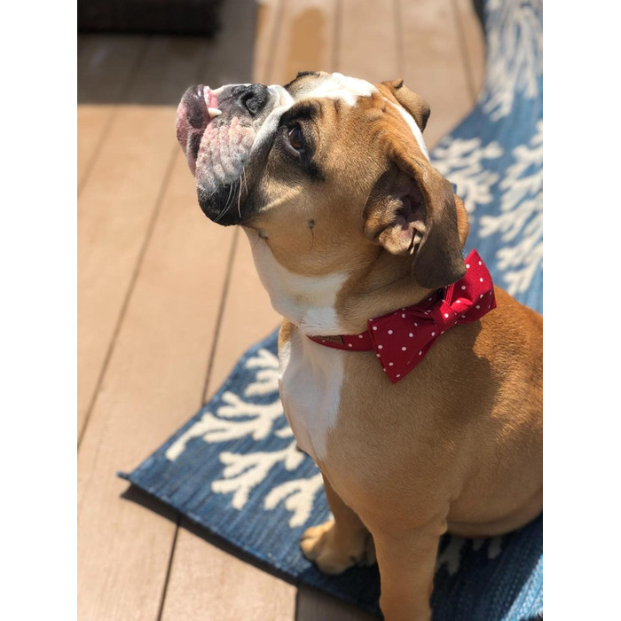 Ошатний нашийник для собак та котів з бантиком, міцний, регульований, для дівчаток та хлопчиків, L