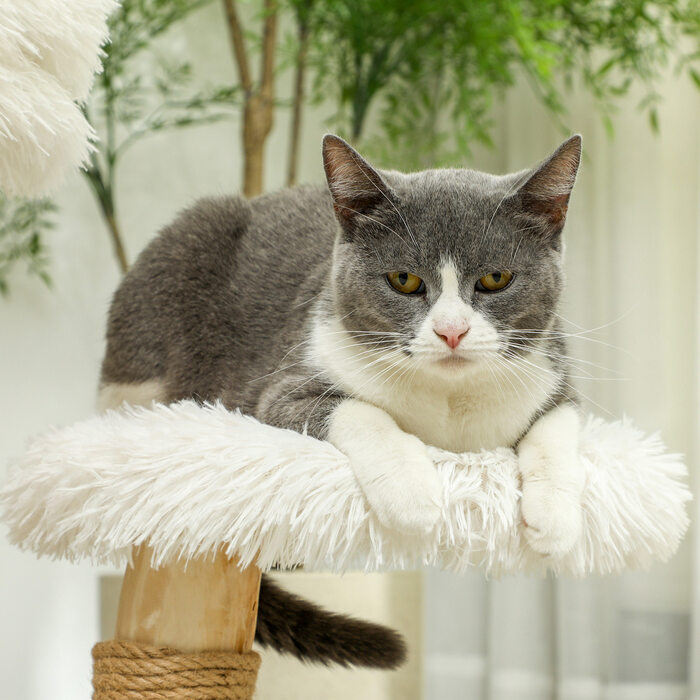 PawHut Драбина для котів 61,5 см, котячий будиночок з іграшкою-м'ячиком, лежаками, котячий турець, котяче дряпання, для котів вагою до 5 кг, дерево берези, білий | Aosom