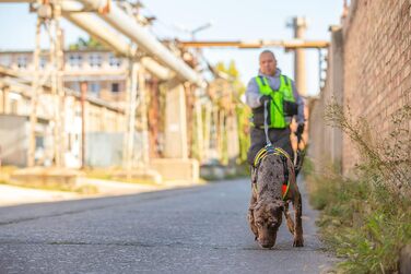 Нашийник для дрессури собак Juliu-K9 Mantrailing 19MTR чорний з неоновим контуром (M)