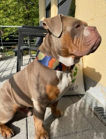 Нашийник для собак Martingale з м'якою підкладкою, 5 см, тренувальний, регульований (до 52 см обхват шиї, 58 см обхват голови), стопор 6 см, сталеві деталі