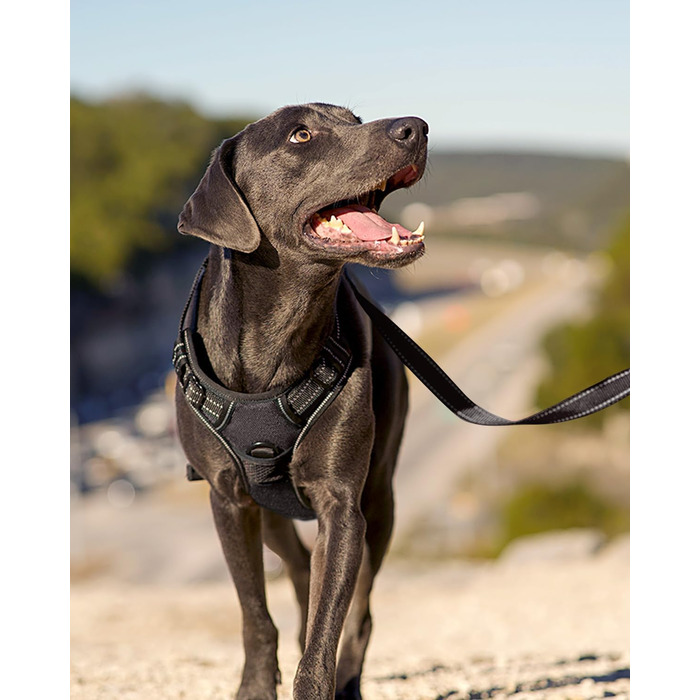 Шлейка для собак середнього розміру Joytale, світловідбиваюча, дихаюча, з ручкою для тренувань, чорна, M (1 шт.)
