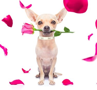 Нашийник для собак з натуральної шкіри та поводок-комбінований набір. Регульований нашийник для цуценят та собак маленьких та середніх порід. Білий, XS, S, M