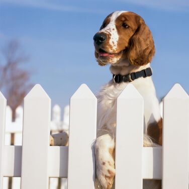 PetSafe KeepSafe міцне нашийник для собак (червоний, Small, ширина 1.9 см)