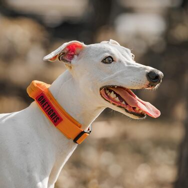 Нашийник для собак OneTigris з металевою застібкою Ranger Green (S, Grey)