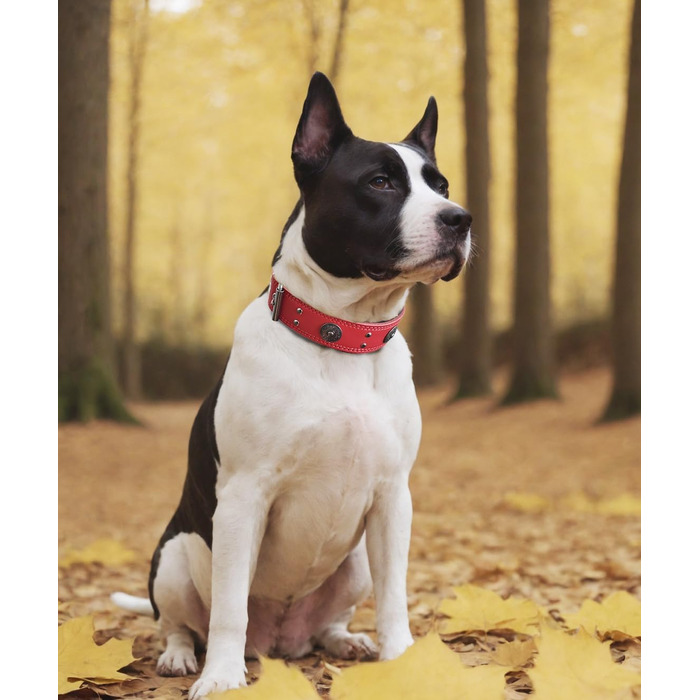 Leather Dog Collar, 5 cm Wide Durable Genuine Leather Collar, Handcrafted, Soft and Luxurious, Eye-Catching Best Choice for Large and Medium Dog Breeds (42-52 cm, red)