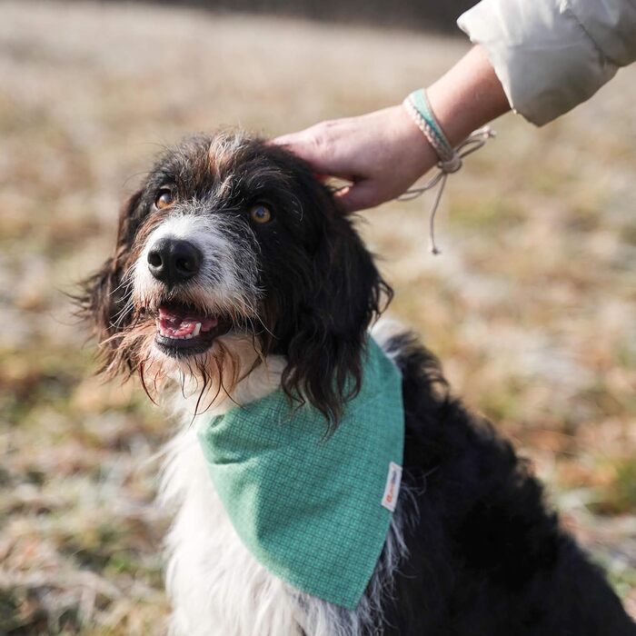 Нашийник для собак Pettsie з банданою та браслетом дружби, регульовані розміри S, M, L, знімний бандана, приваблива упаковка, для власників собак, зелений, L 45,7-66 см