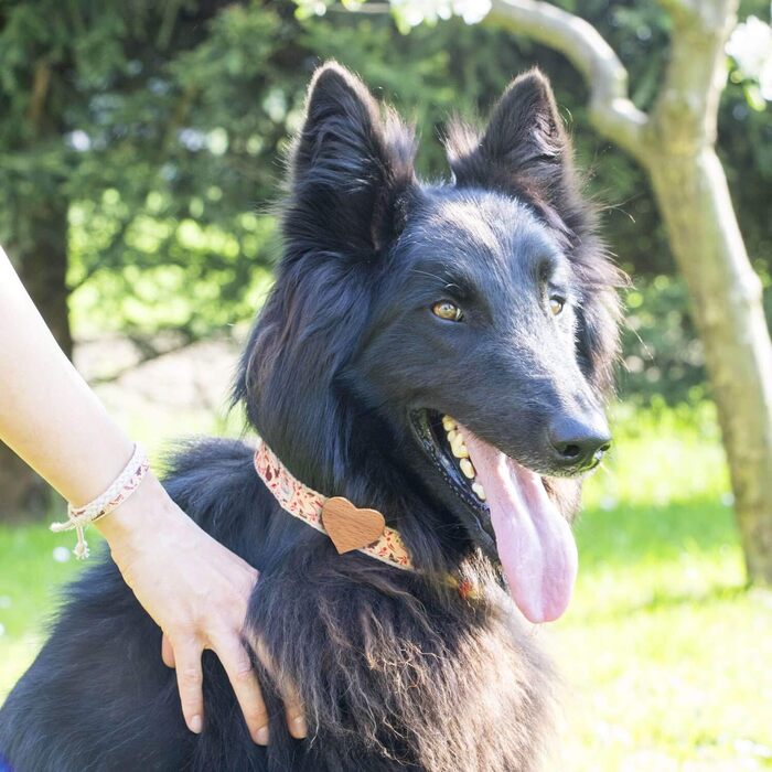 Нашийник для собак Pettsie з серцем та браслетом дружби, регульовані розміри S та M, комфортний дизайнерський льон, міцний та довговічний, чудовий подарунок для любителів собак (35,6 - 50,8 см (M), Червоний)