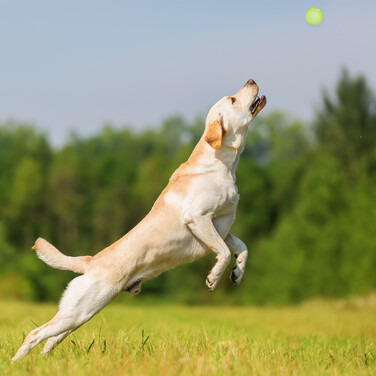 Relaxdays Dog Ball Launcher 2-Piece Set