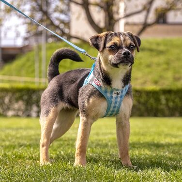 Шлейка для собак curli Clasp Air-Mesh, повідок M (Skyblue-Caro, XS)