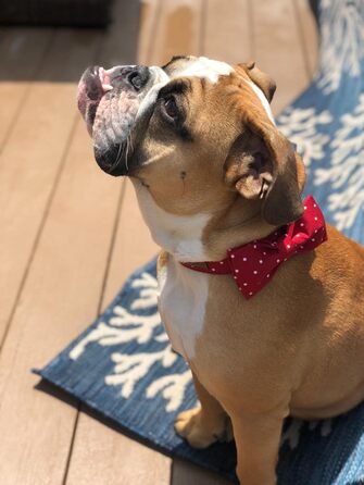 Ошатний нашийник для собак та котів з бантиком, міцний, регульований, для дівчаток та хлопчиків, L