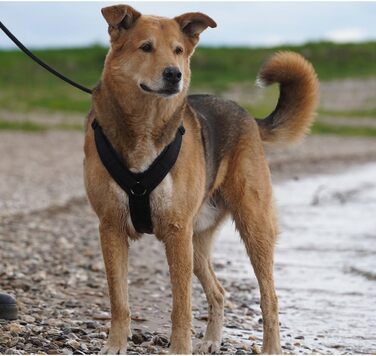 Шлейка для собак Anny-X Brustgeschirr Fun чорного кольору, розмір XL-короткий (обхват грудей 78-96 см)