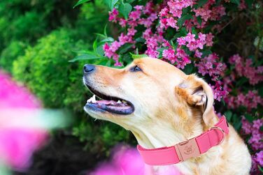 Елегантний поводок та нашийник для собак з натуральної шкіри - міцний нашийник для собак на осінь, регульований для маленьких собак, рожево-рожевий (1 шт.)