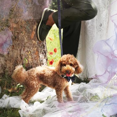 Ошатний нашийник Croci Ceremony для собак з метеликом, блакитний, сатин, срібні деталі, розмір L (41–66 см)