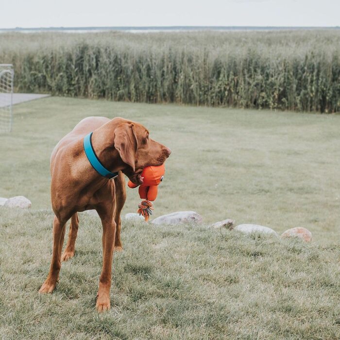 Нашийник для собак HUNTER CONVENIENCE COMFORT, тюркіс, 45 см (S-M), неопрен, для спорту та відпочинку