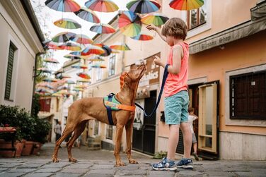 Нашийник для собак Paw Patrol JK9, Розмір L (Rocky)