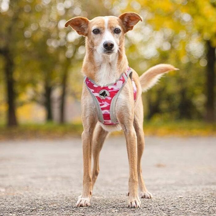 Черевики для хайкінгу Croci Reflective Leopard L - 350 г