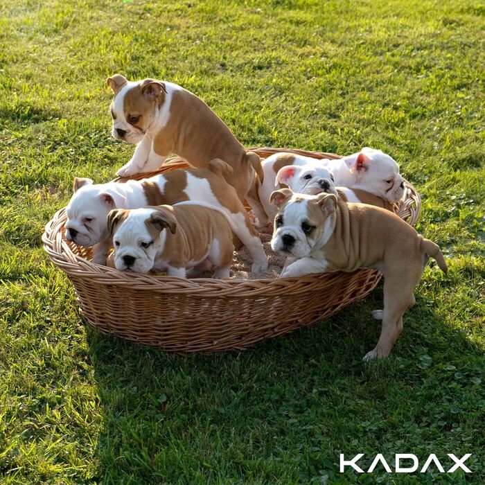 КADAX Лежанка для собак та котів з лози, природний колір, лежанка для собак, котячий кошик, лежак для тварин, лежанка для собак, місце для сну собаки, кошик для відпочинку (11x50x38 см)