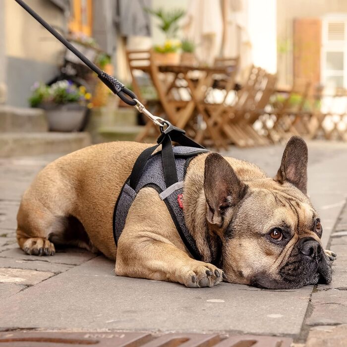 Шлейка для собак Merino curi Casp Back (2XS, Червоний)