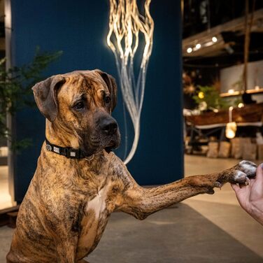 Нашийник для собак Max & Molly з інтелектуальним ID-брелоком Gotcha! Matrix 2.0, чорний, розмір M, з підкладкою та світловідбиваючими елементами