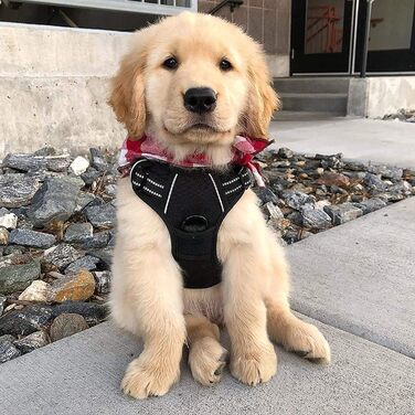 Нашийник для собак Rabbitgoo середнього розміру, анти-тяга, регульований, чорний, S (1 шт.)