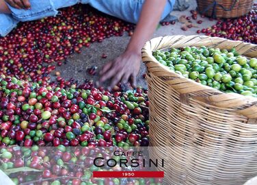 Кава в капсулах Caffè Corsini Classico Italiano, сумісні з Lavazza a Modo Mio, 100 шт по 7.5 г