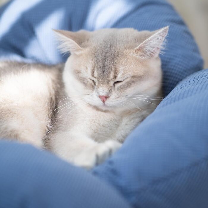 Кішка-компаньйон: підняте ліжко для котів у формі квітки, 55x55 см, велике ліжко-софа для котів, стильний стільчик з еластичним м'яким подушками, меблі для котів для сну, білий (морський блакитний)