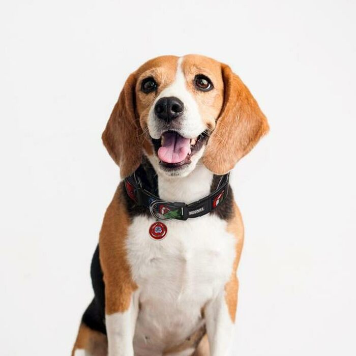 Нашийник для собак Cerdá Marvel - для маленьких і мініатюрних собак (XXS-XS) | Офіційний ліцензований товар Marvel