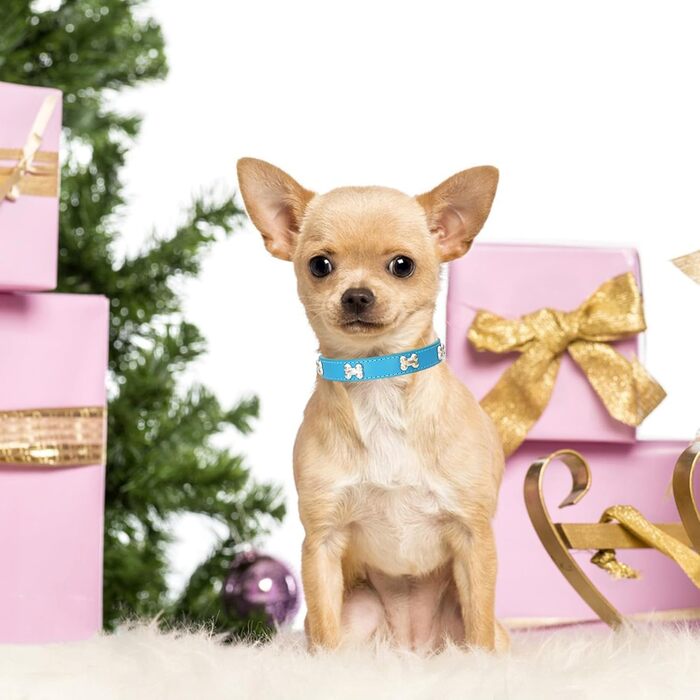 Нашийник для собак з шкіри та поводок-комбо: регульований нашийник для цуценят та середніх собак, білий (L, Blauer See)