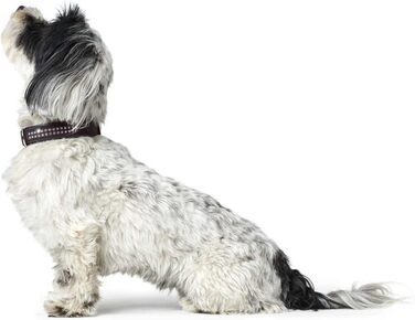 Нашийник для собак HUNTER SOFTIE DELUXE, штучна шкіра, стрази, чорний, розмір XS-S